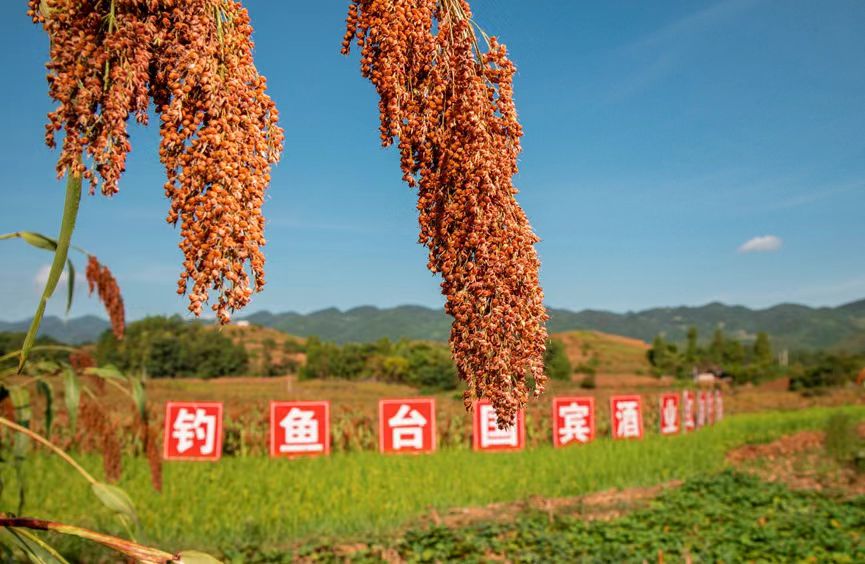 红粱心 品质行丨钓鱼台酒业2024年红粱节高粱收割体验活动圆满举办