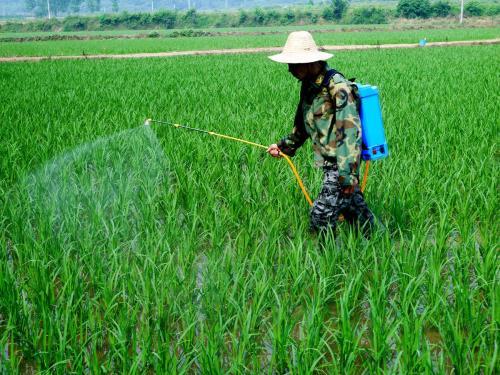 水稻田间管理栽培技术推广分析