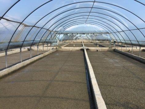 1,沙蚕的特性一,沙蚕养殖对生态环境的重要意义