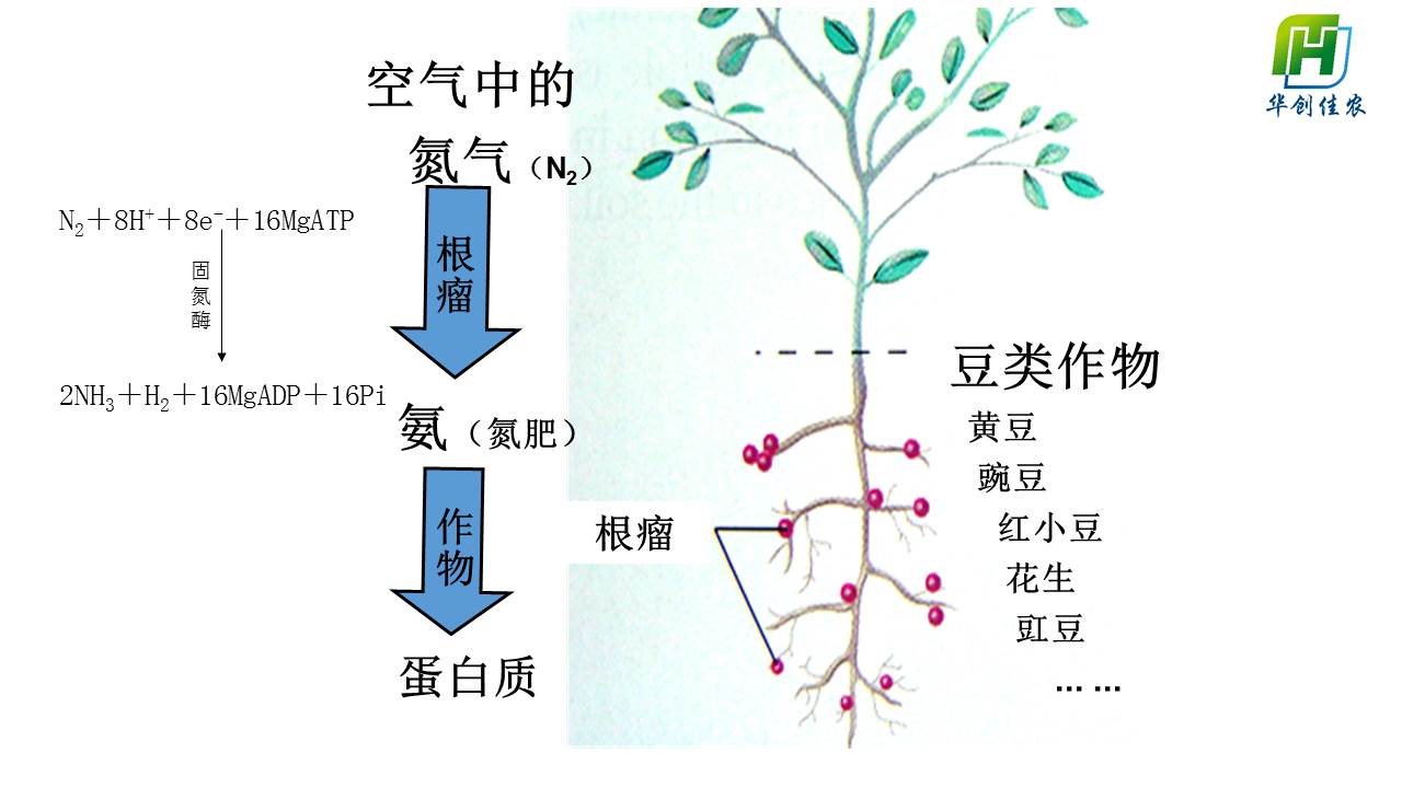 大豆根瘤横切手绘图图片