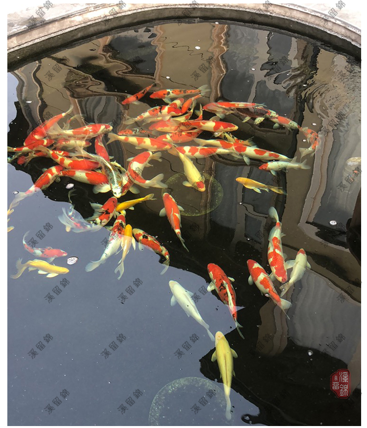 锦鲤鱼池水质照片