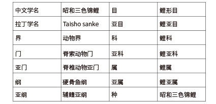 昭和三色锦鲤信息表