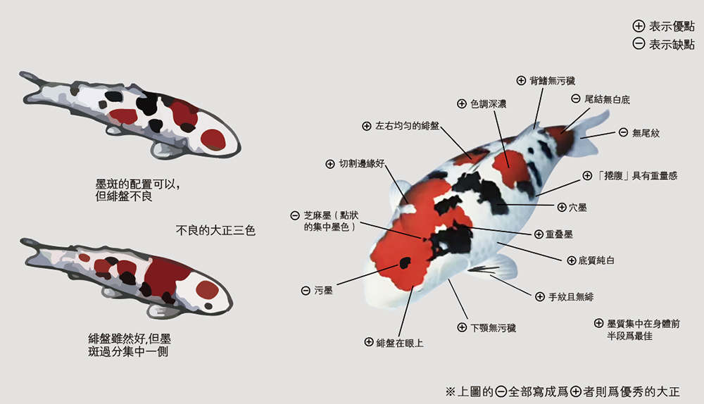 锦鲤种类图谱图片
