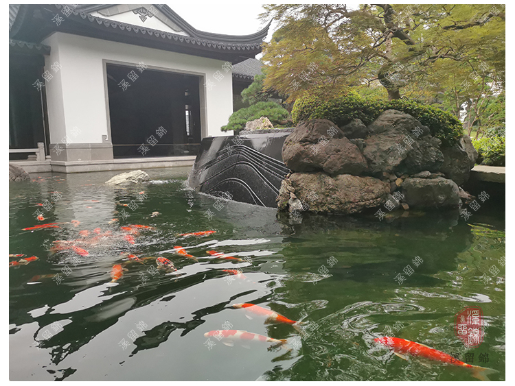 溪留錦錦鯉魚池過濾系統改造案例 杭州恆峰國際魚池改造-上海溪留錦生