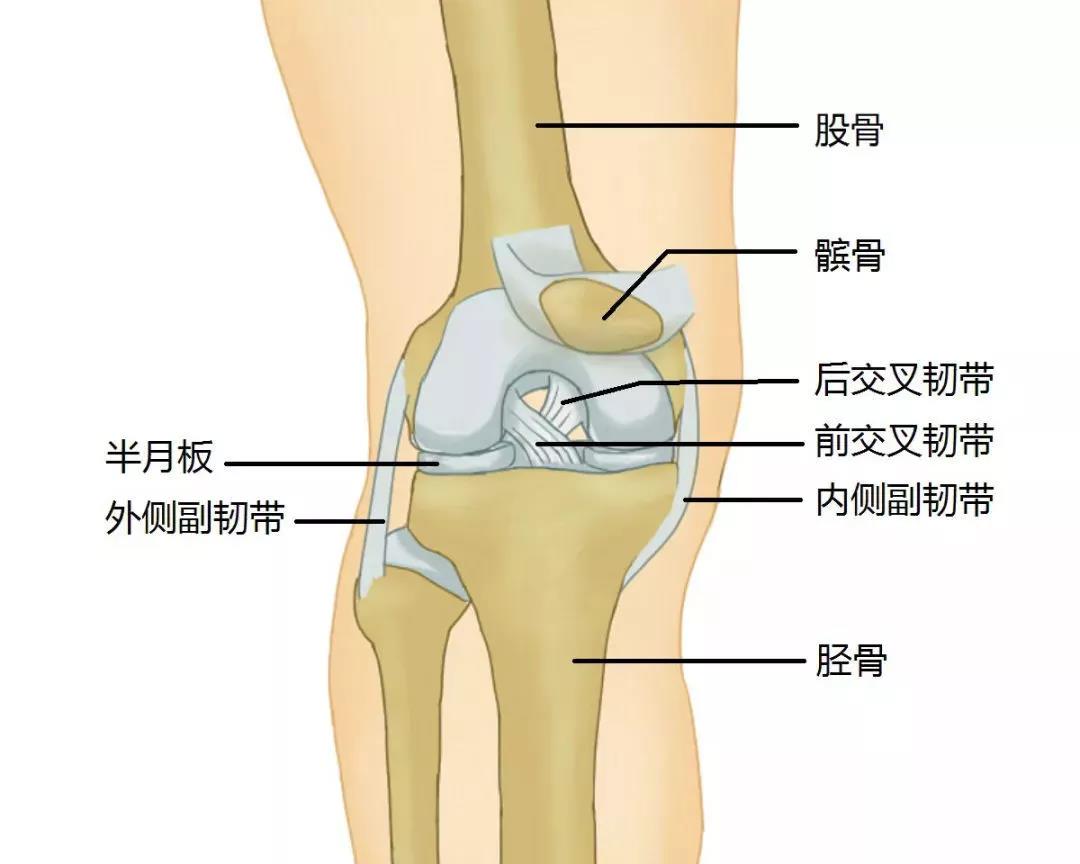 跑步膝盖肿了是怎么回事 贴力上海生物科技有限公司