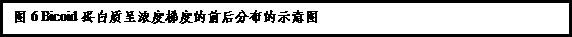 文本框:图6 Bicoid蛋白质呈浓度梯度的前后分布的示意图