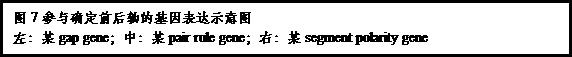 文本框:图7参与确定前后轴的基因表达示意图左：某gap gene；中：某pair rule gene；右：某segment polarity gene