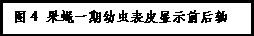 文本框:图4 果蝇一期幼虫表皮显示前后轴