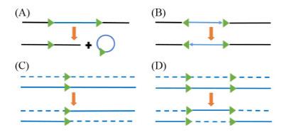 https://actamicro.ijournals.cn/html/actamicrocn/2020/8/PIC/wswxb-60-8-1574-1.jpg