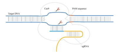 https://actamicro.ijournals.cn/html/actamicrocn/2020/8/PIC/wswxb-60-8-1574-2.jpg