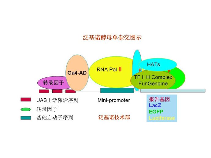 研究复杂蛋白质相互作用的利器-酵母三杂交系统