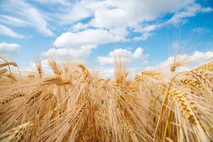 俄罗斯小麦进口报关流程
