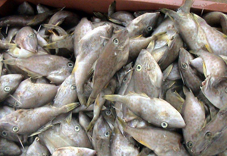 印度尼西亚剥皮鱼进口报关