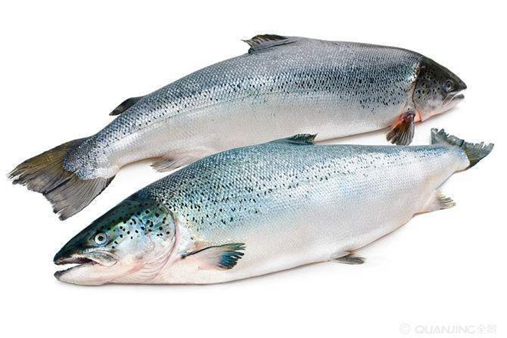 挪威大西洋鲑鱼进口报关资料