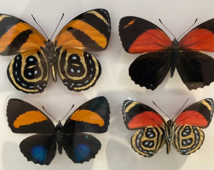 昆虫蝴蝶标本进口清关资料