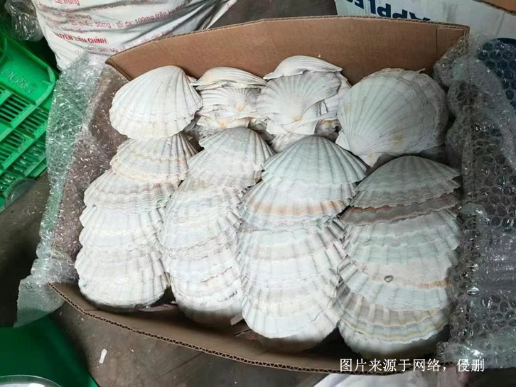 印尼日月贝贝壳进口清关流程