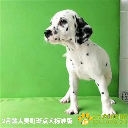 大麦町斑点狗幼犬宠物斑点犬活体小狗白底黑点斑点狗门店有售全国速运 名犬商城