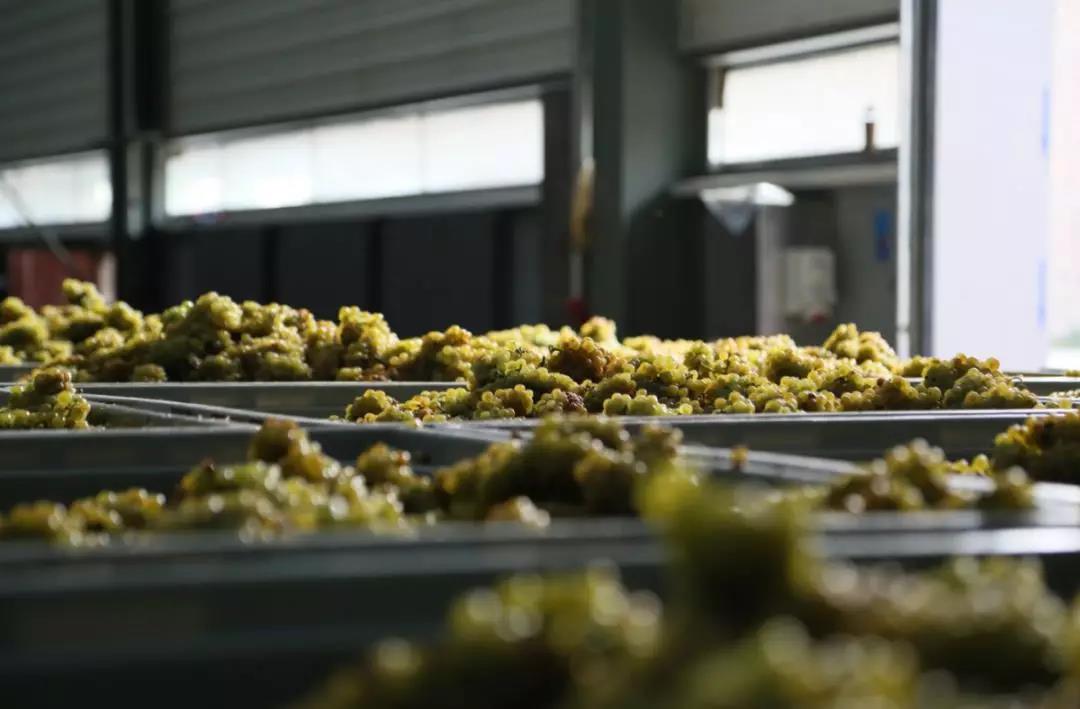 长脸了！外国武官们都夸中国葡萄酒非常棒！-9