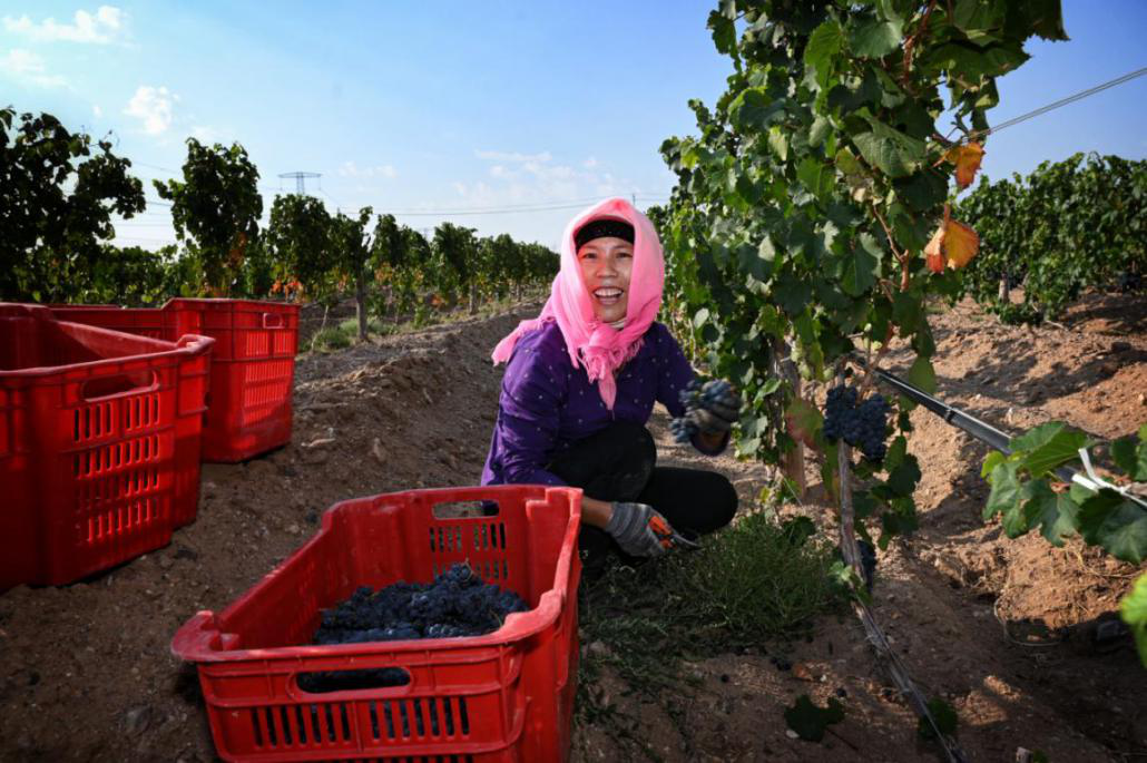 梁正英为啥来宁夏-图片12