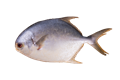图标-鱼