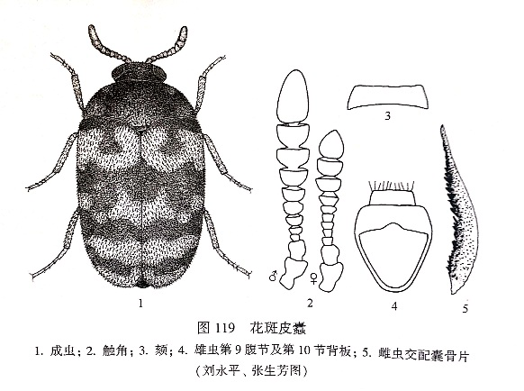 花斑皮蠹2