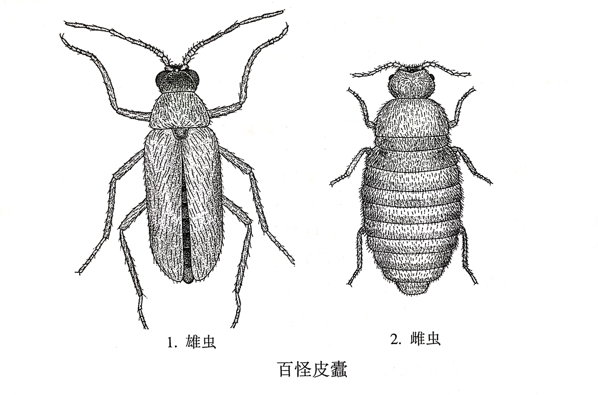 百怪皮蠹2