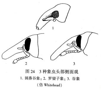 象甲科2