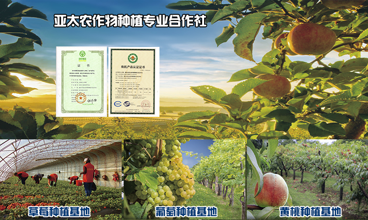 亚太公司水果种植基地