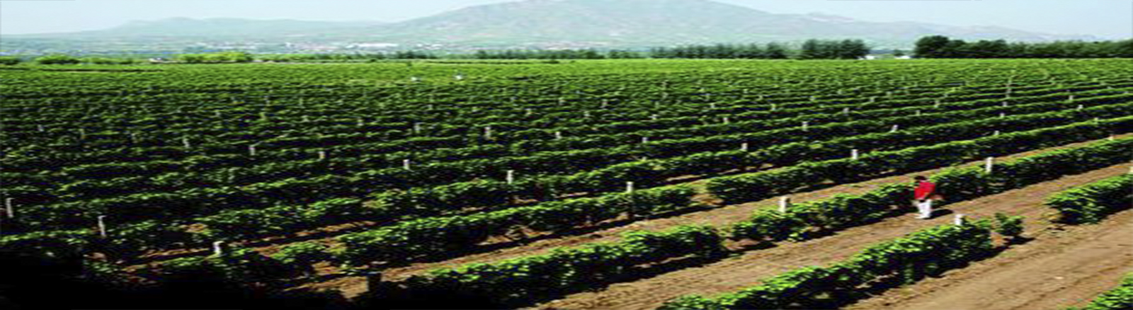 亚太公司葡萄种植基地