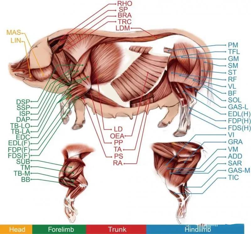 动物三腺图片图片