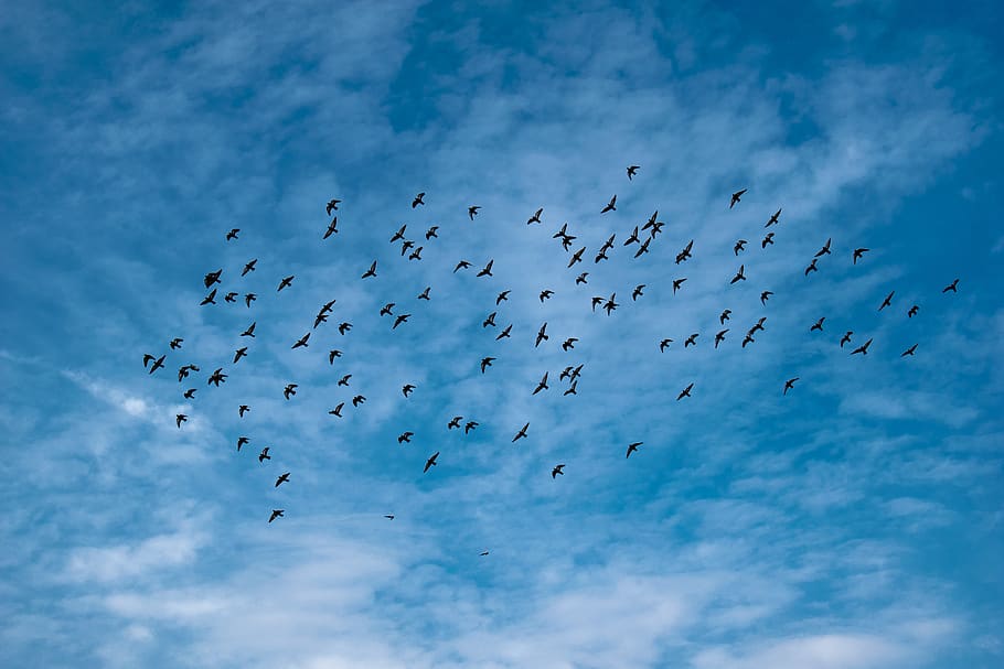 flock-of-birds-during-daytime