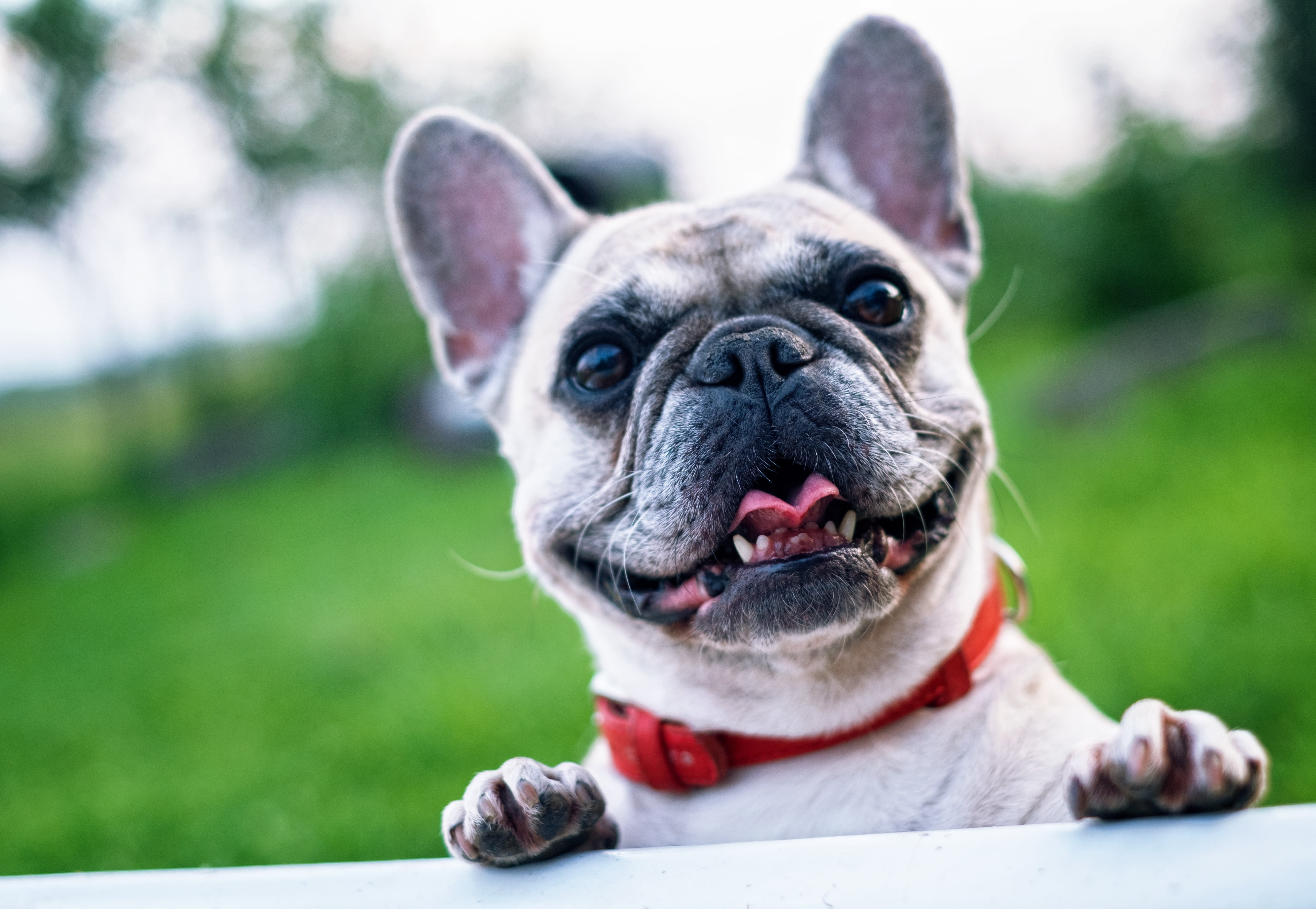 french-bulldog-summer-smile-joy-903ad5928ecec68d88a6dc736cbea21f