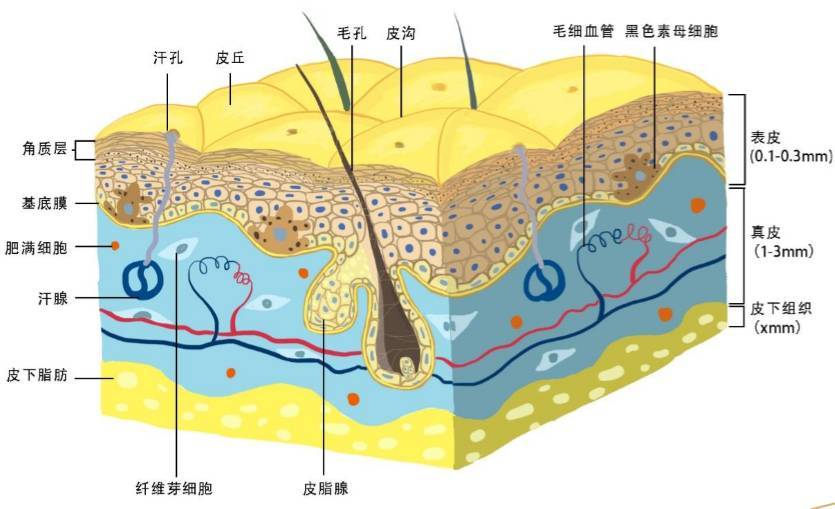 皮肤细胞结构图高清图图片