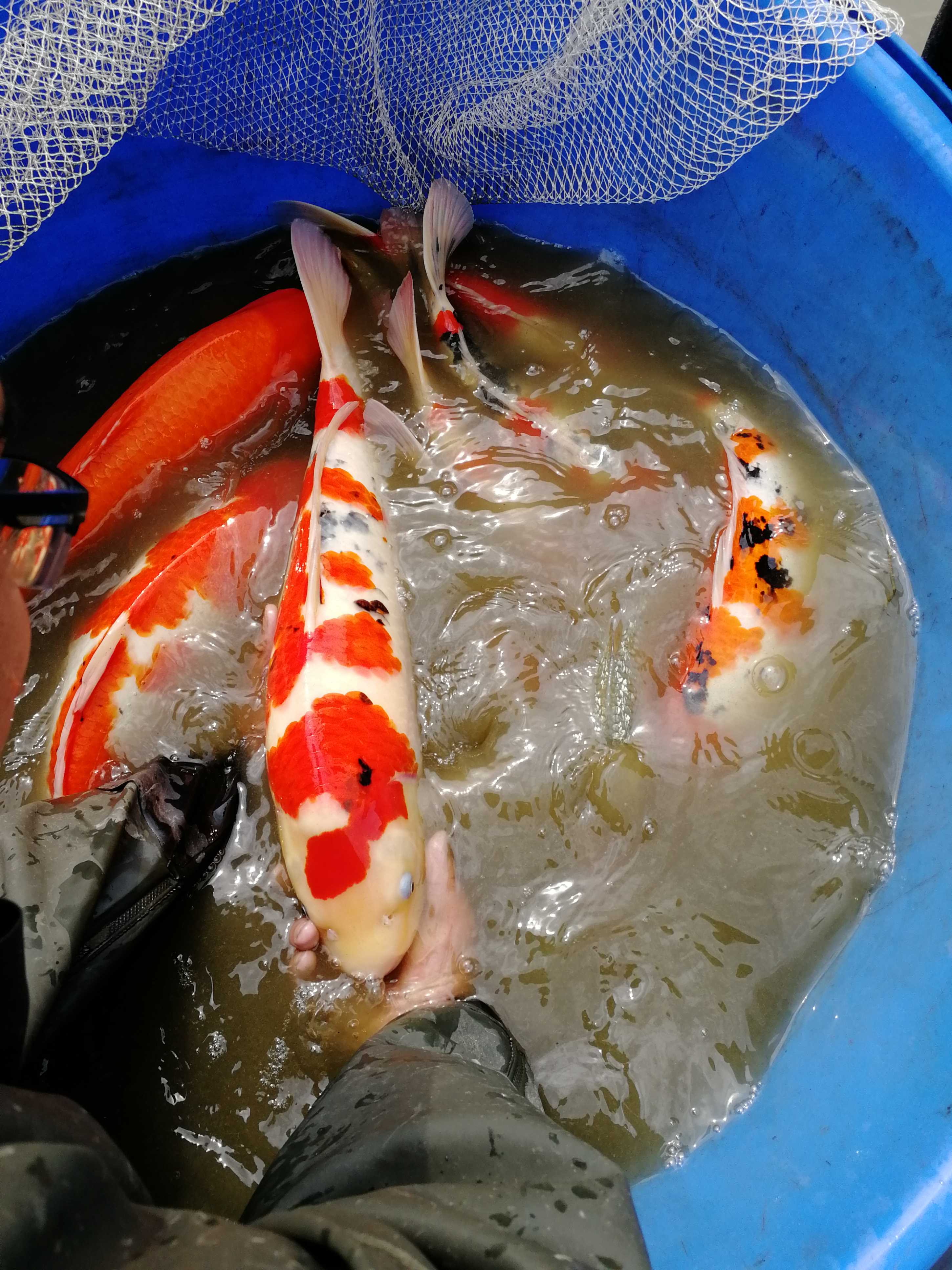 重庆地区专业锦鲤养殖场