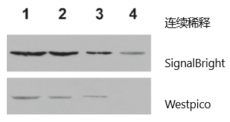 ECL发光液Signalbright
