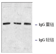 IP二抗中重链特异性