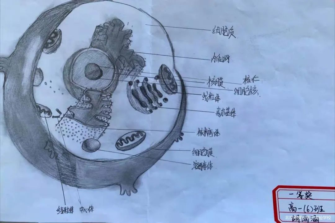 细胞融合各阶段绘图图片