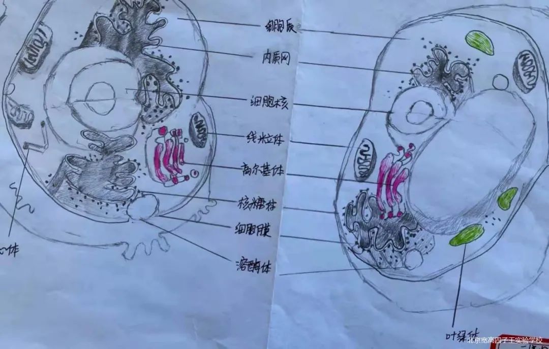 把细胞画出来——生物绘图比赛兴趣浓——北京宽高四子王实验学校