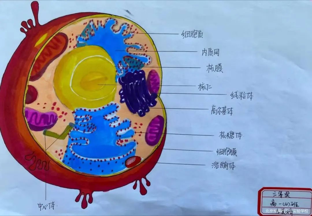 把细胞画出来——生物绘图比赛兴趣浓——北京宽高四子王实验学校