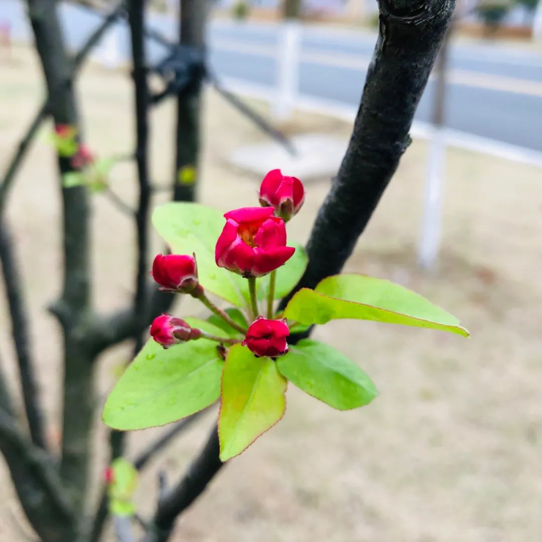 最是一年春好處百花齊放國科園國科共青城實驗學校