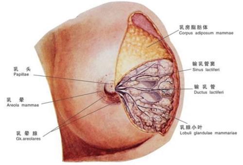 乳腺位置分布图图片