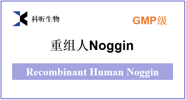 重组人Noggin-2