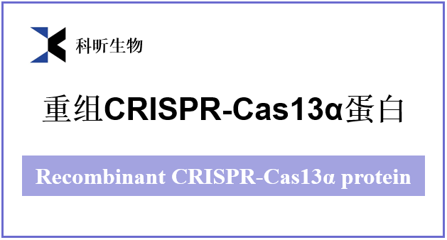 重组人CRISPR-Cas13α-3
