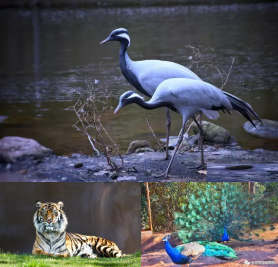 總會監事長蔣慶金企業——贛州森林動物園開園啦!