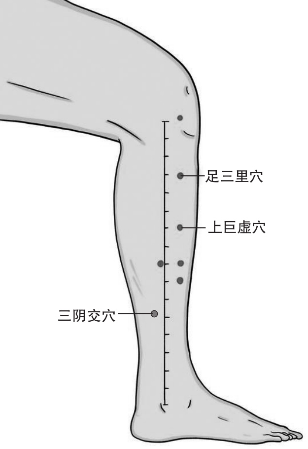 “养胃穴”藏在你的腿上-中国家庭报官网