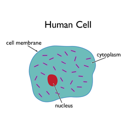 human-cell