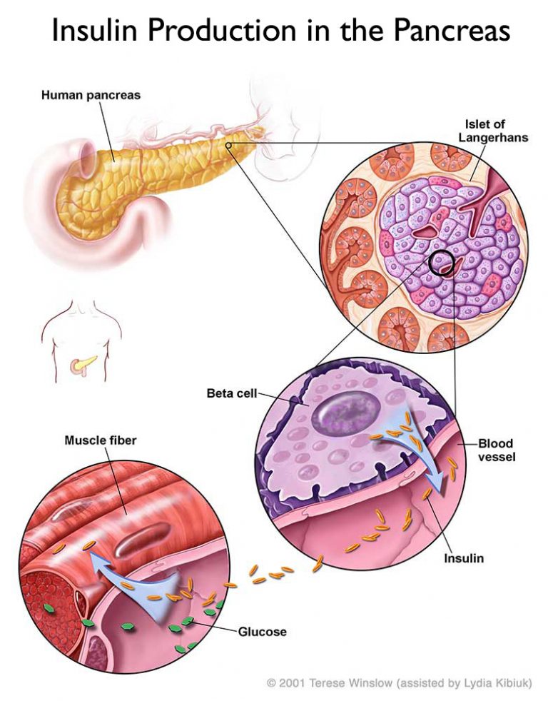 pancreas-insulin-production-768x982