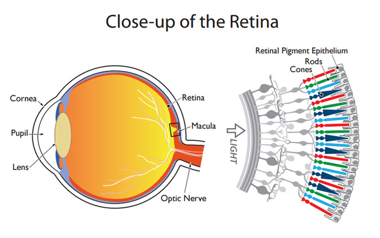 retina