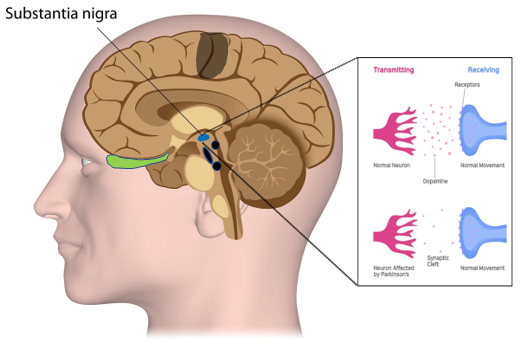 Substantia-nigra