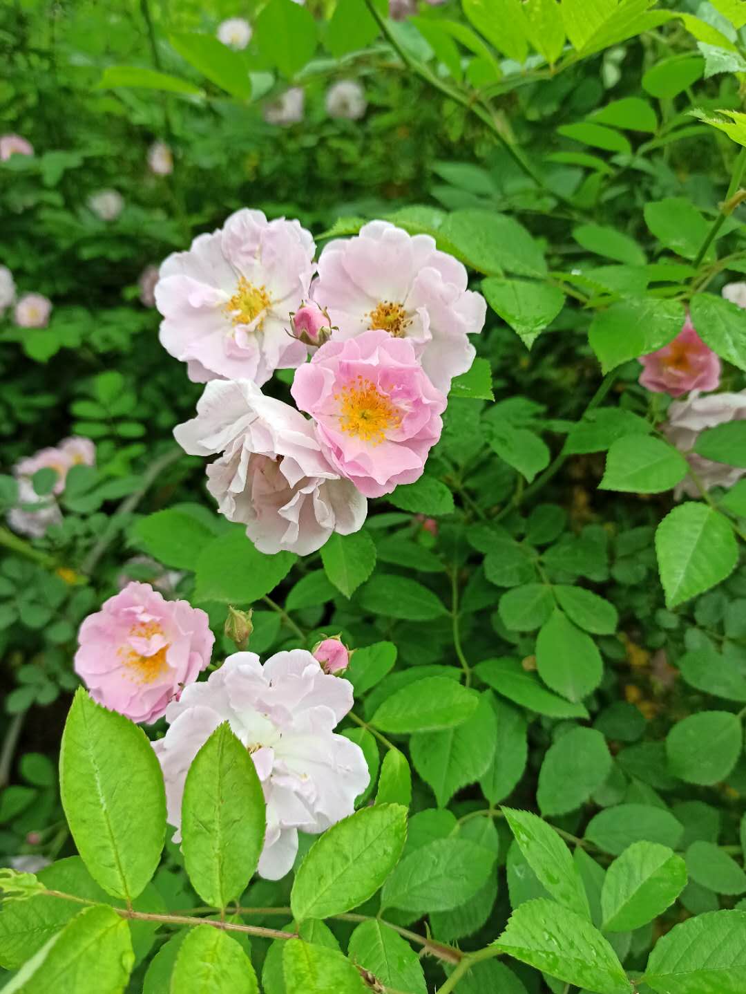 蔷薇花落秋风起荆棘满庭君始知 仪陇德园景区欢迎您